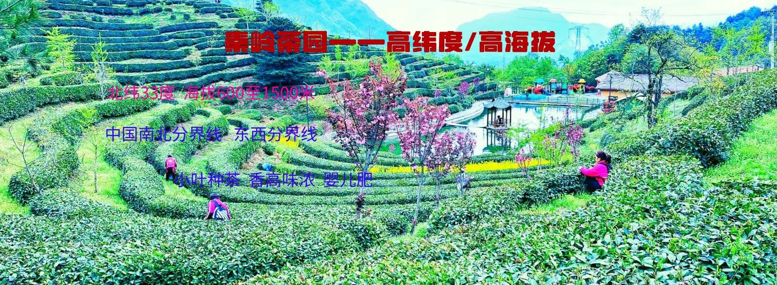 陕西丝茶情生物科技有限公司